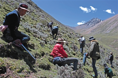 巴嘎村村民在海拔5000米的草甸上沿四十度的山坡挖虫草。