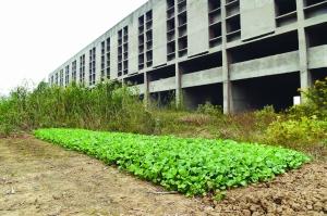 烂尾楼旁建起“农场”