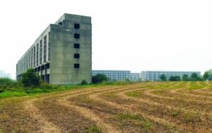 烂尾楼旁建起“农场”