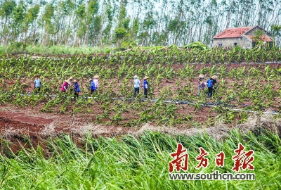 超强台风降临 蕉农提早20天“抢割” 减少损失