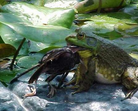 这种生物加拿大几年时间就招架不住 而中国引进60年却差点被吃的绝种