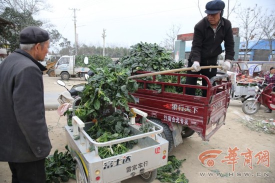 原标题：周至菠菜售价下跌 100公斤菠菜才卖26元菜农哭了