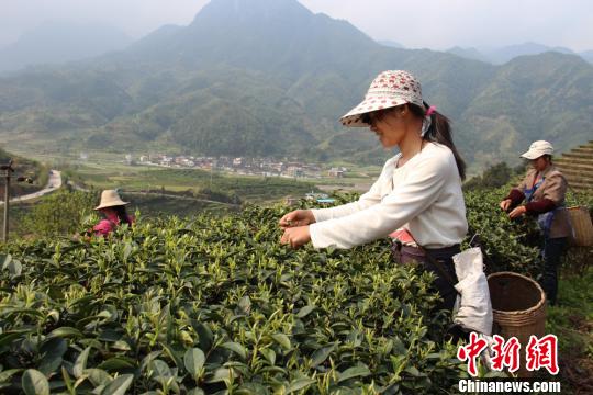 湖南莽山茶叶携百万订单进入台湾市场