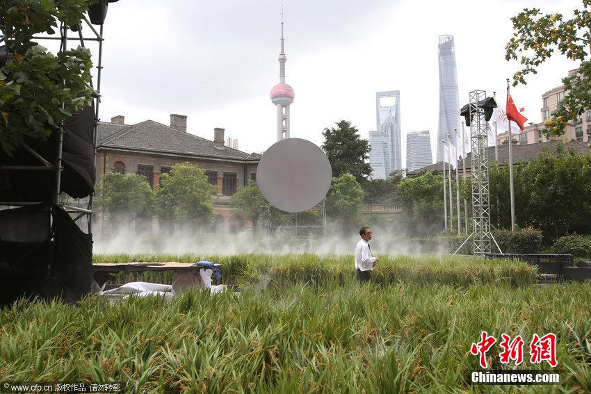 上海外滩源一马路现“水稻田”景观